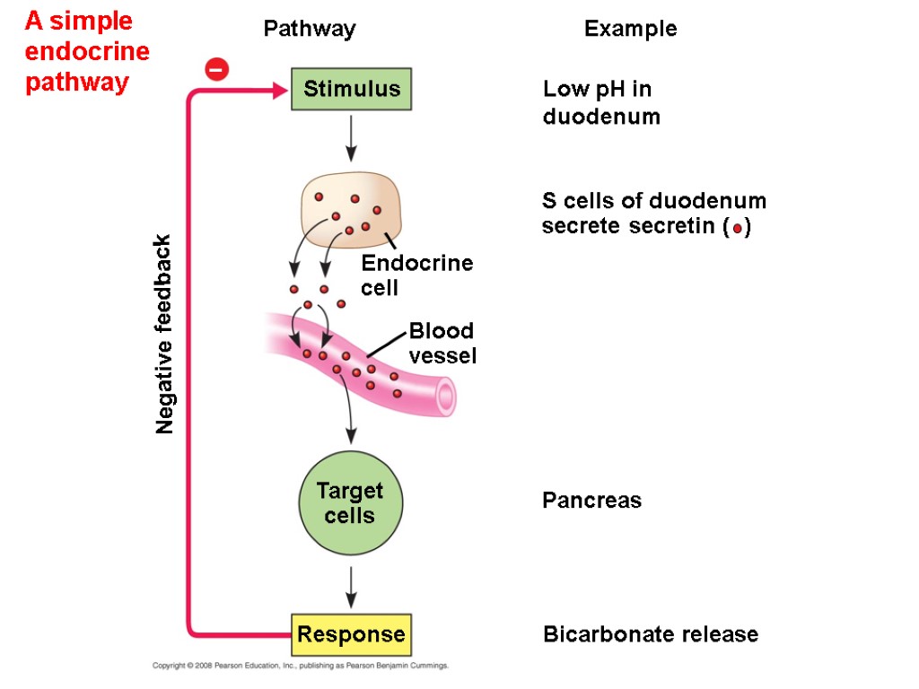 A simple endocrine pathway Pathway Example Stimulus Low pH in duodenum S cells of